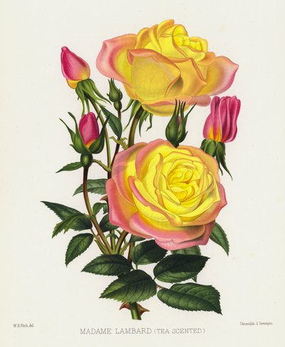 Le Jardin des Roses : Madame Lambard, parfumée au thé - English School